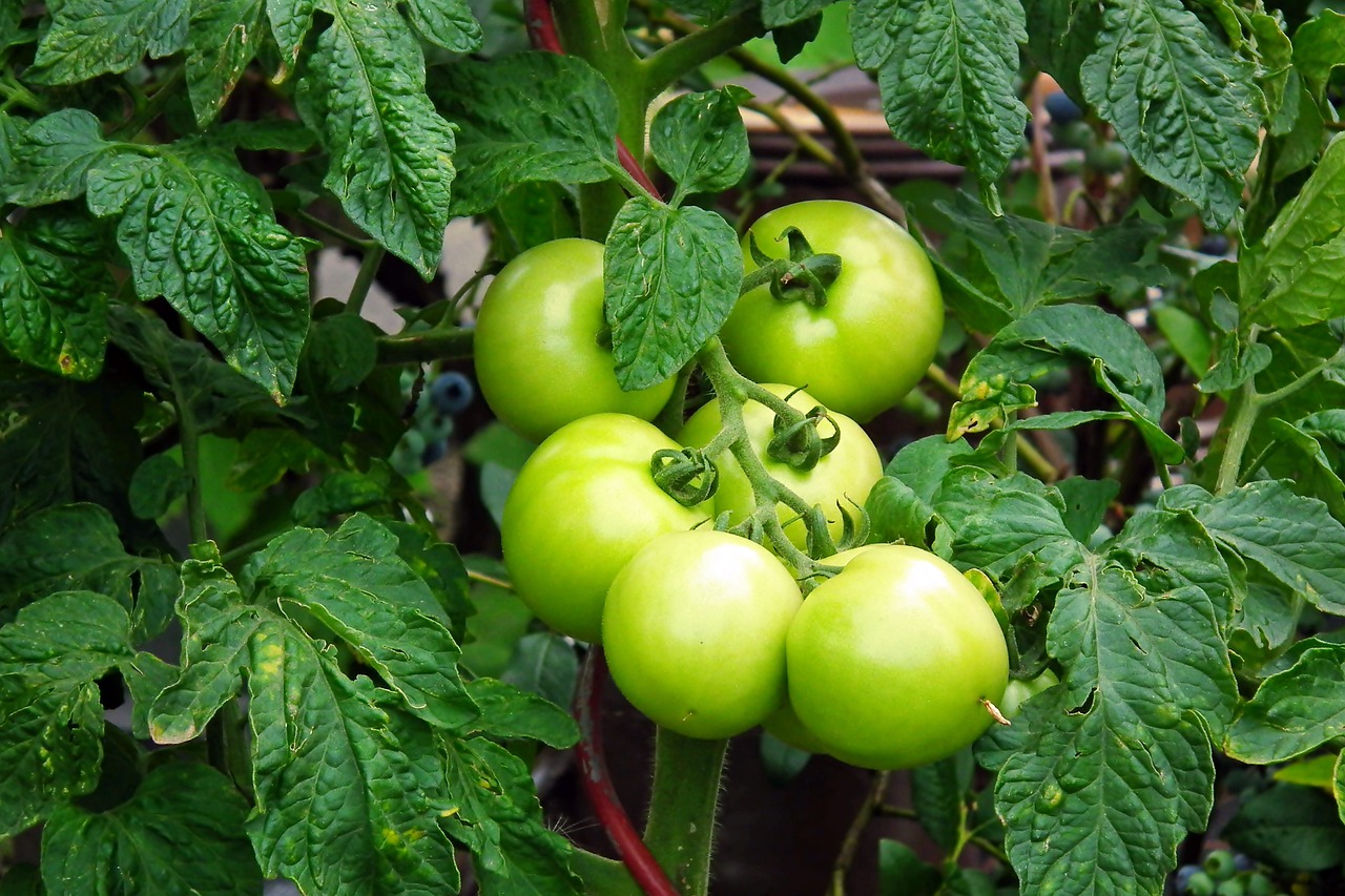 Grow Big, Juicy Tomatoes in Your Backyard